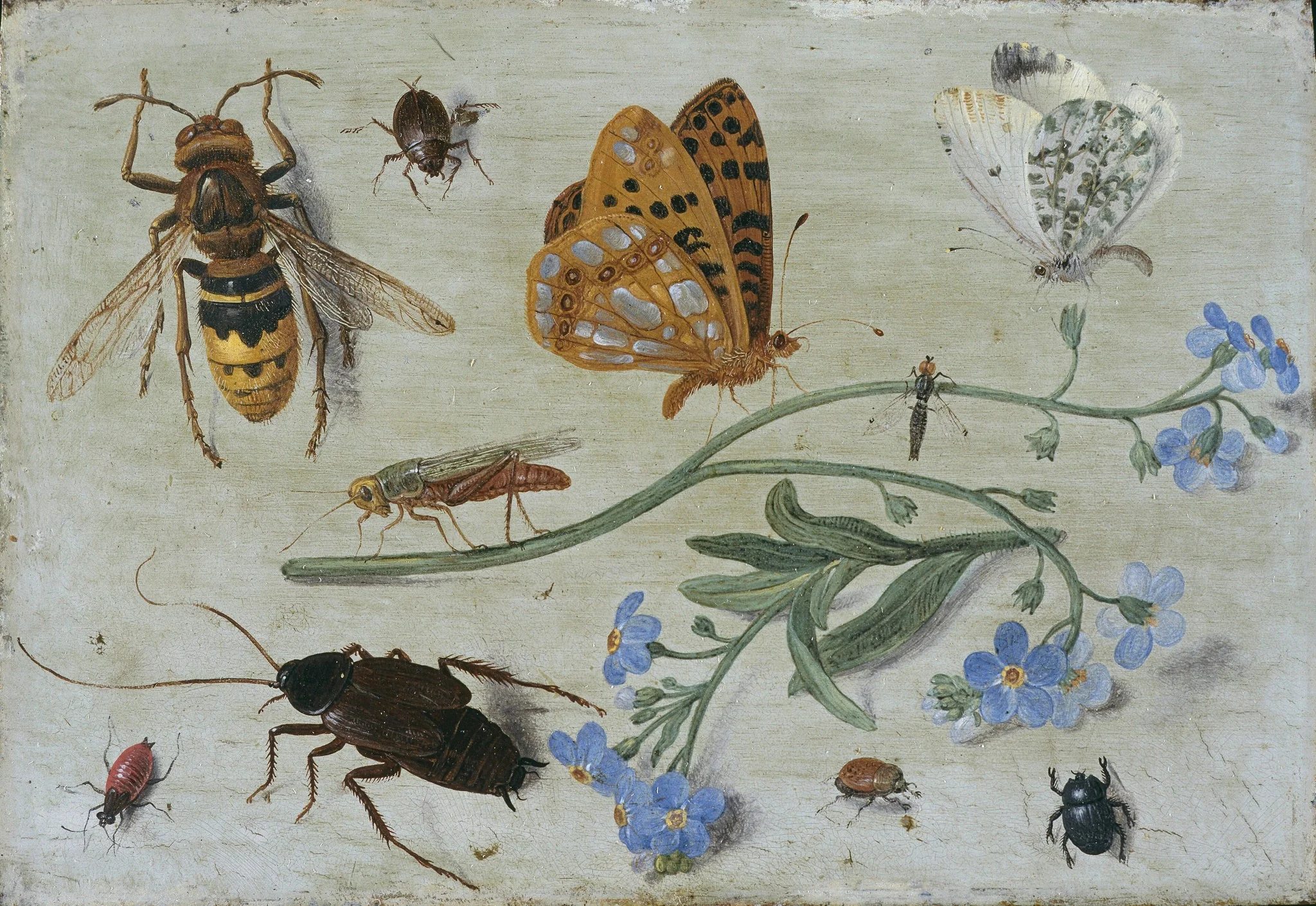 Insects