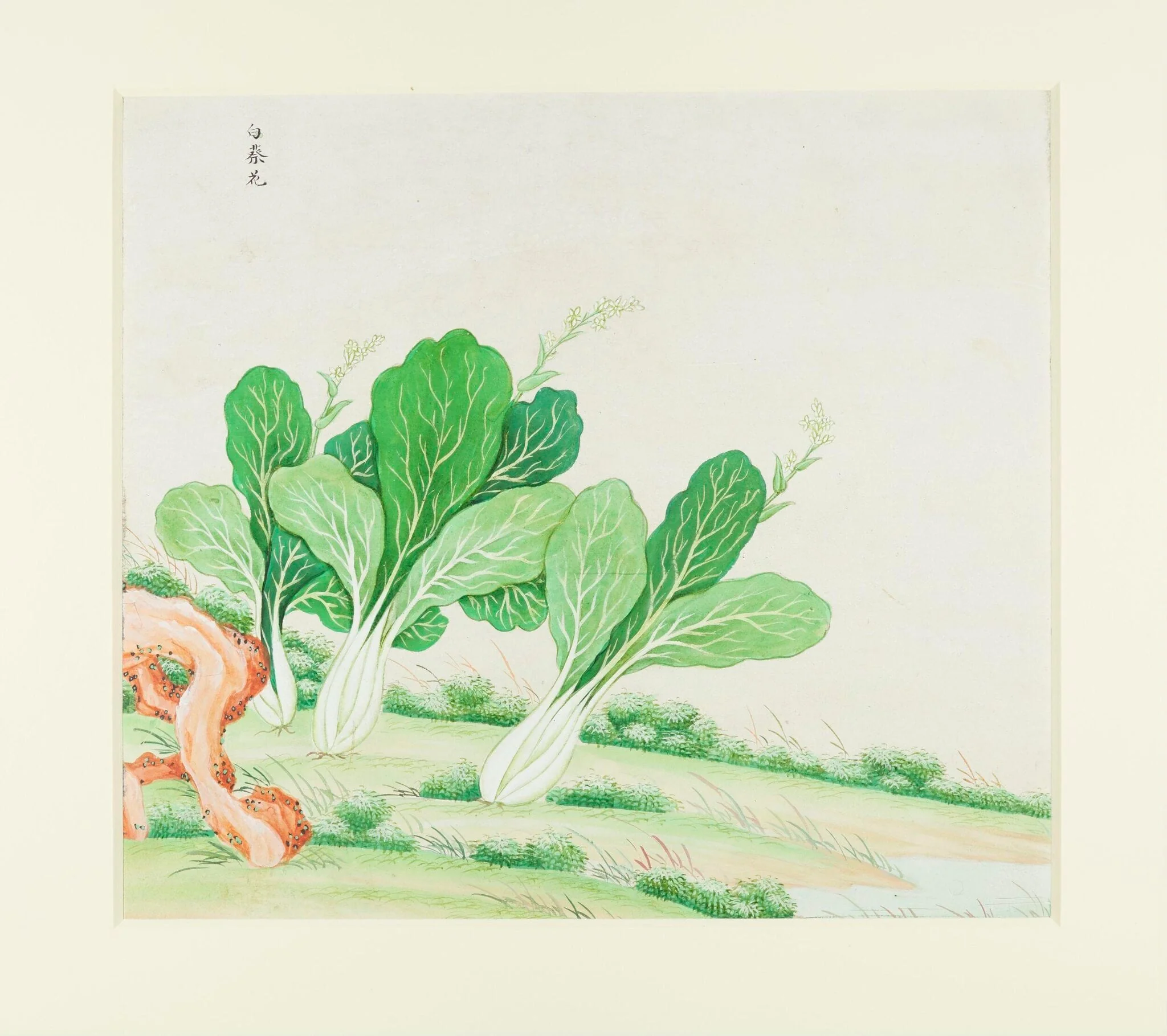 Chinese White Cabbage, by Unknown, paint, 1780