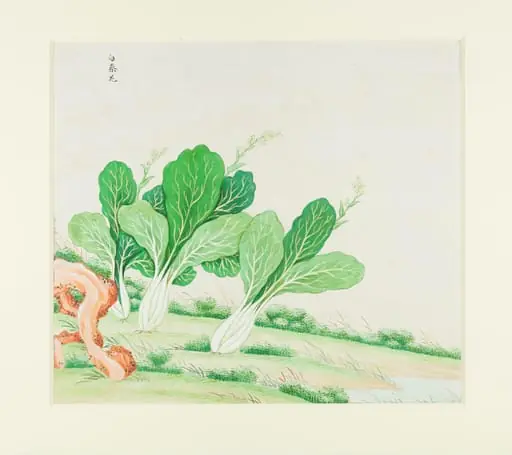 Chinese White Cabbage