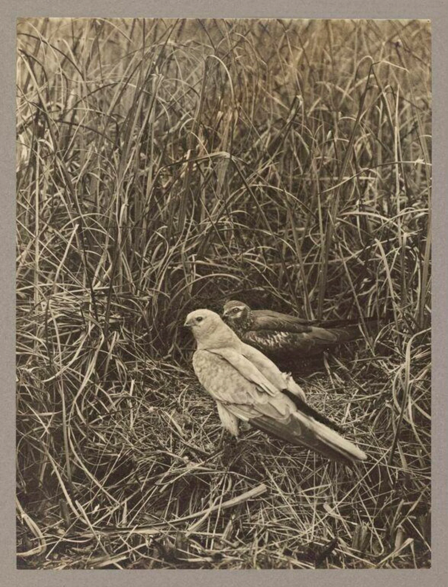 Pair of Montague's Harriers, by Zoological Photographic Club, photographic