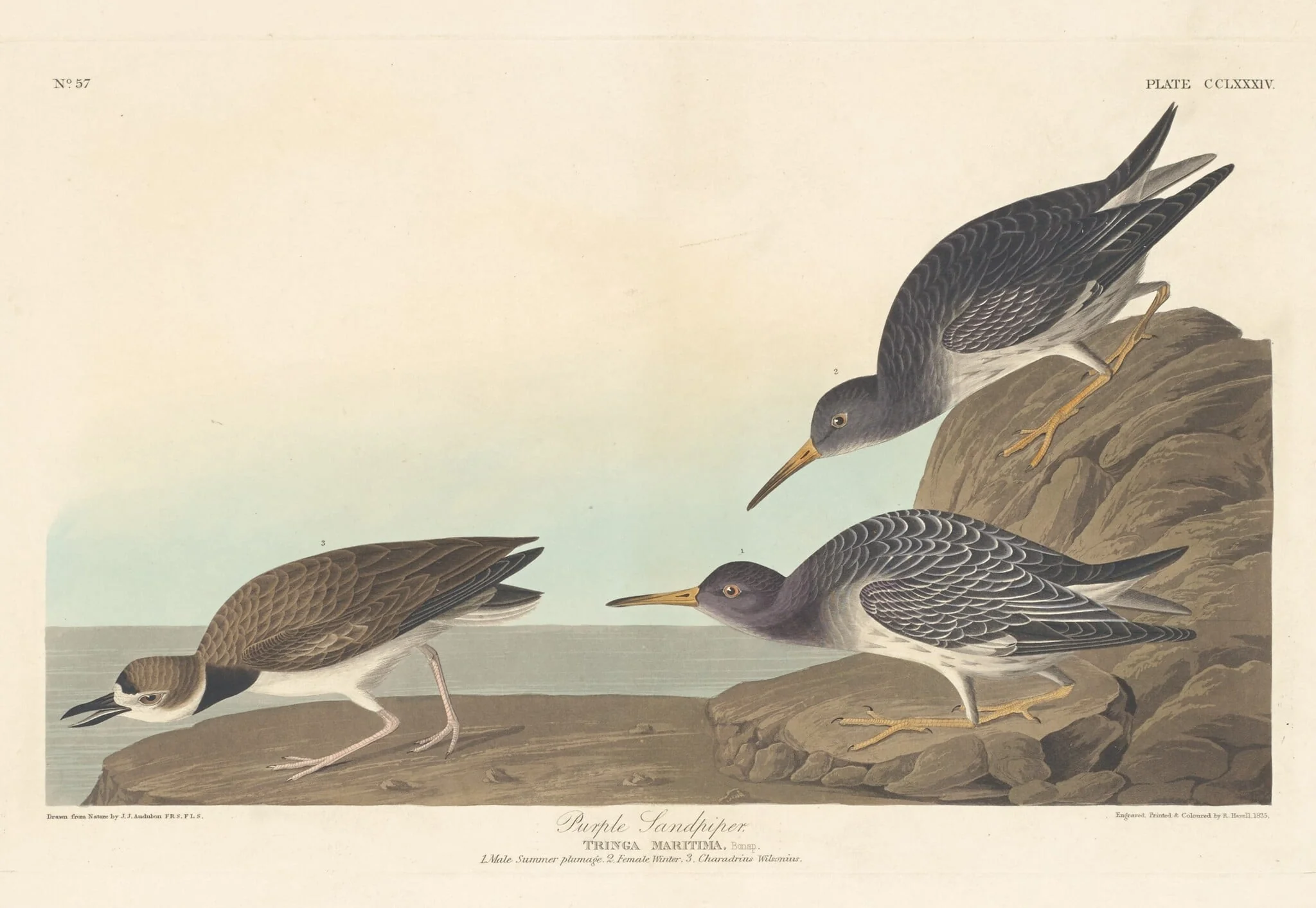 Purple Sandpiper, by Robert Havell Jr., ink, 1835