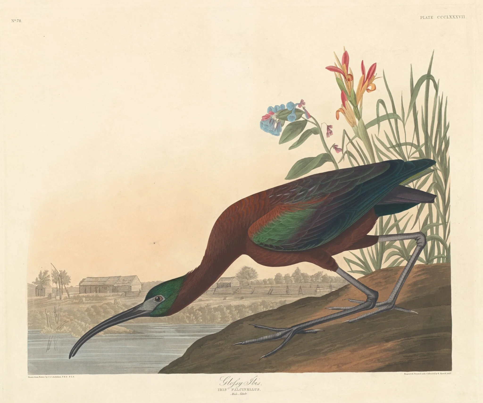 Glossy Ibis, by Robert Havell Jr., ink, 1837