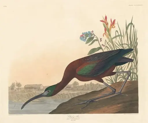 Glossy Ibis