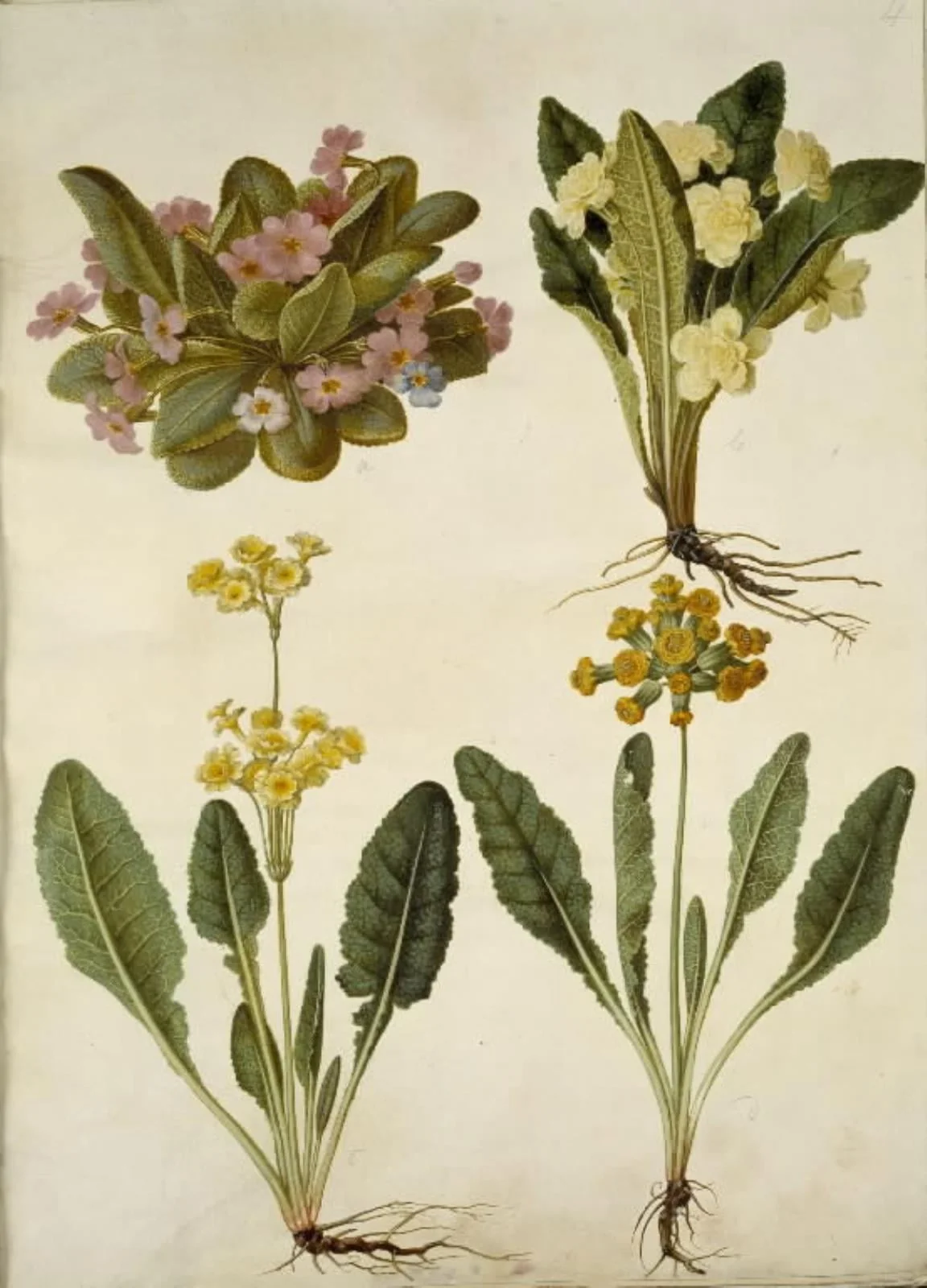 Primula vulgaris (karnevals-kodriver); Primula vulgaris (hybrid af storblomstret kodriver); Primula veris (hybrid af hulkravet kodriver), by Unknown, unspecified, 1654