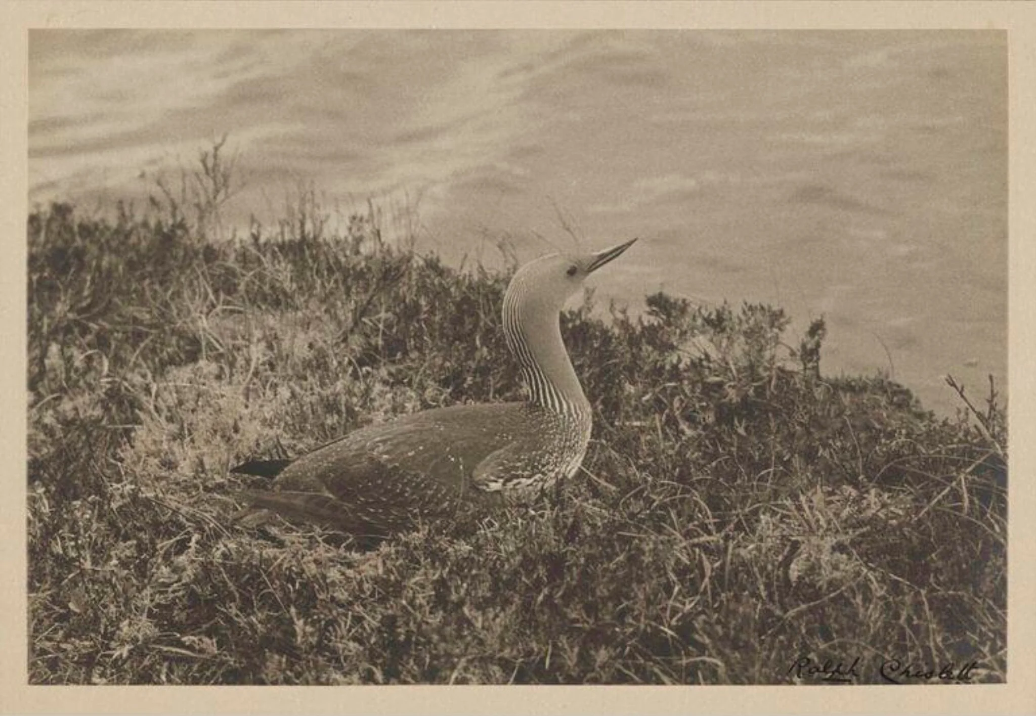 Red-throated Diver, by Zoological Photographic Club, photographic