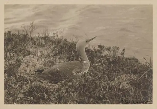 Red-throated Diver
