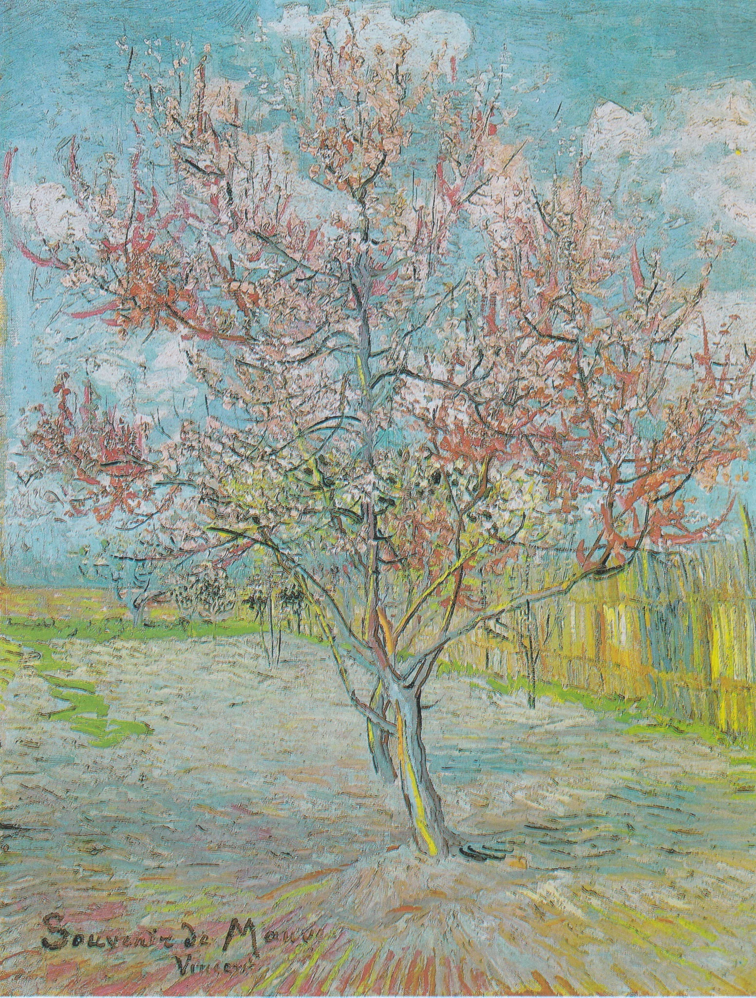 Flowering peach tree