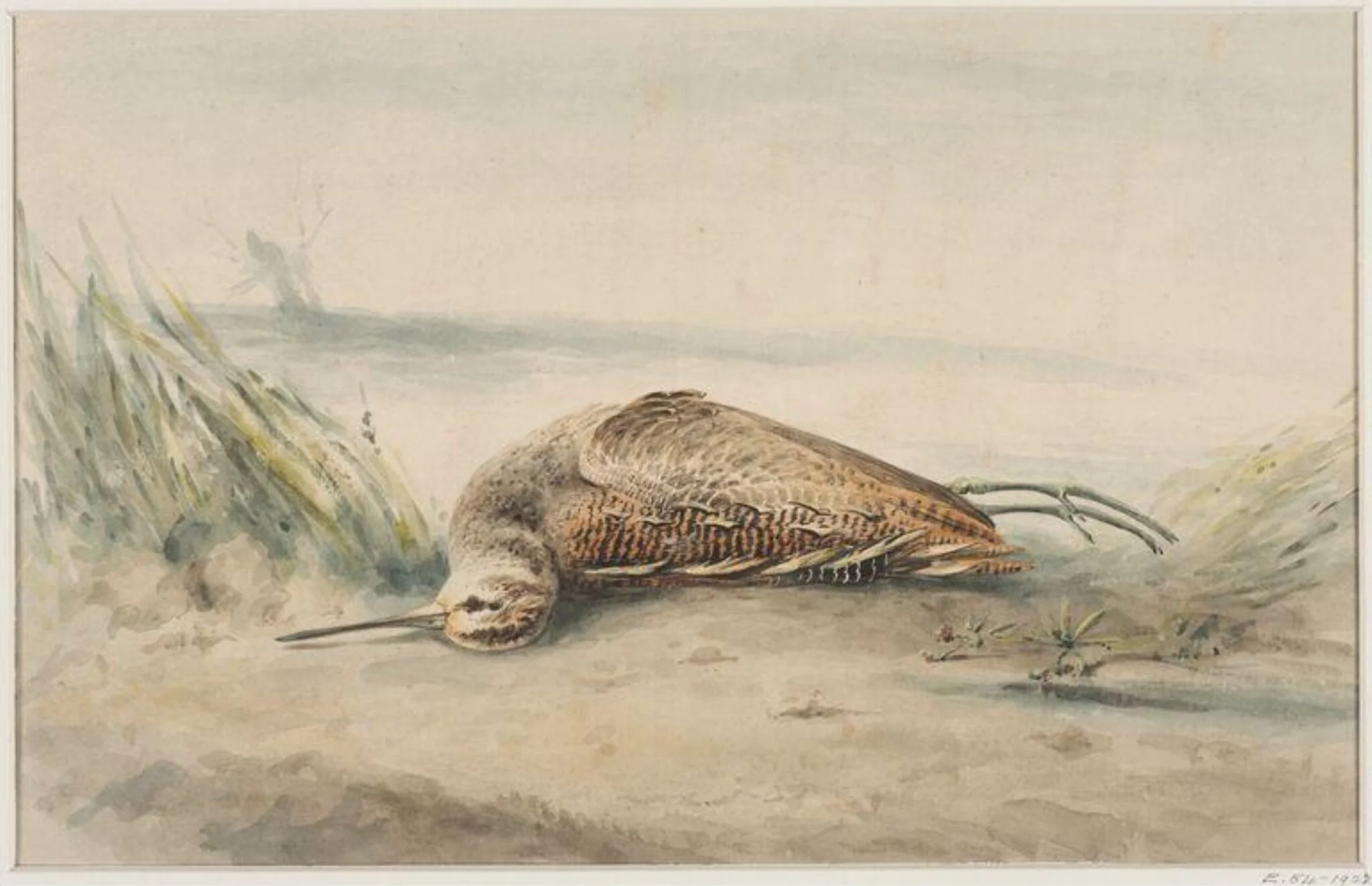 A Dead Snipe, by Unknown, watercolor, 1850