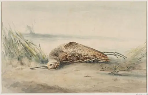 A Dead Snipe