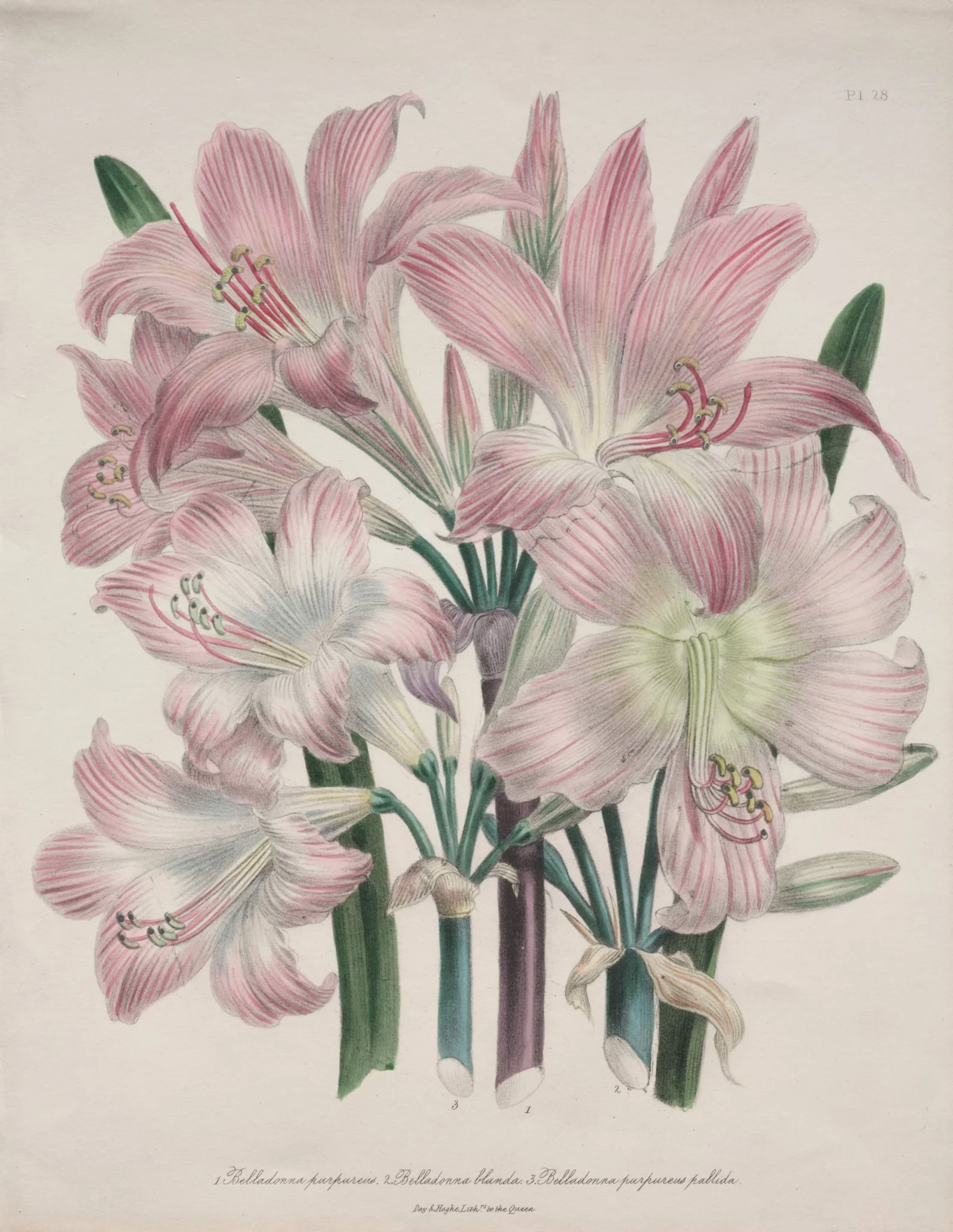Belladonna Lily:  Amaryllis belladonna, by Jane Loudon, 1842