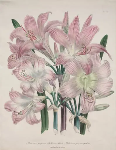 Belladonna Lily:  Amaryllis belladonna