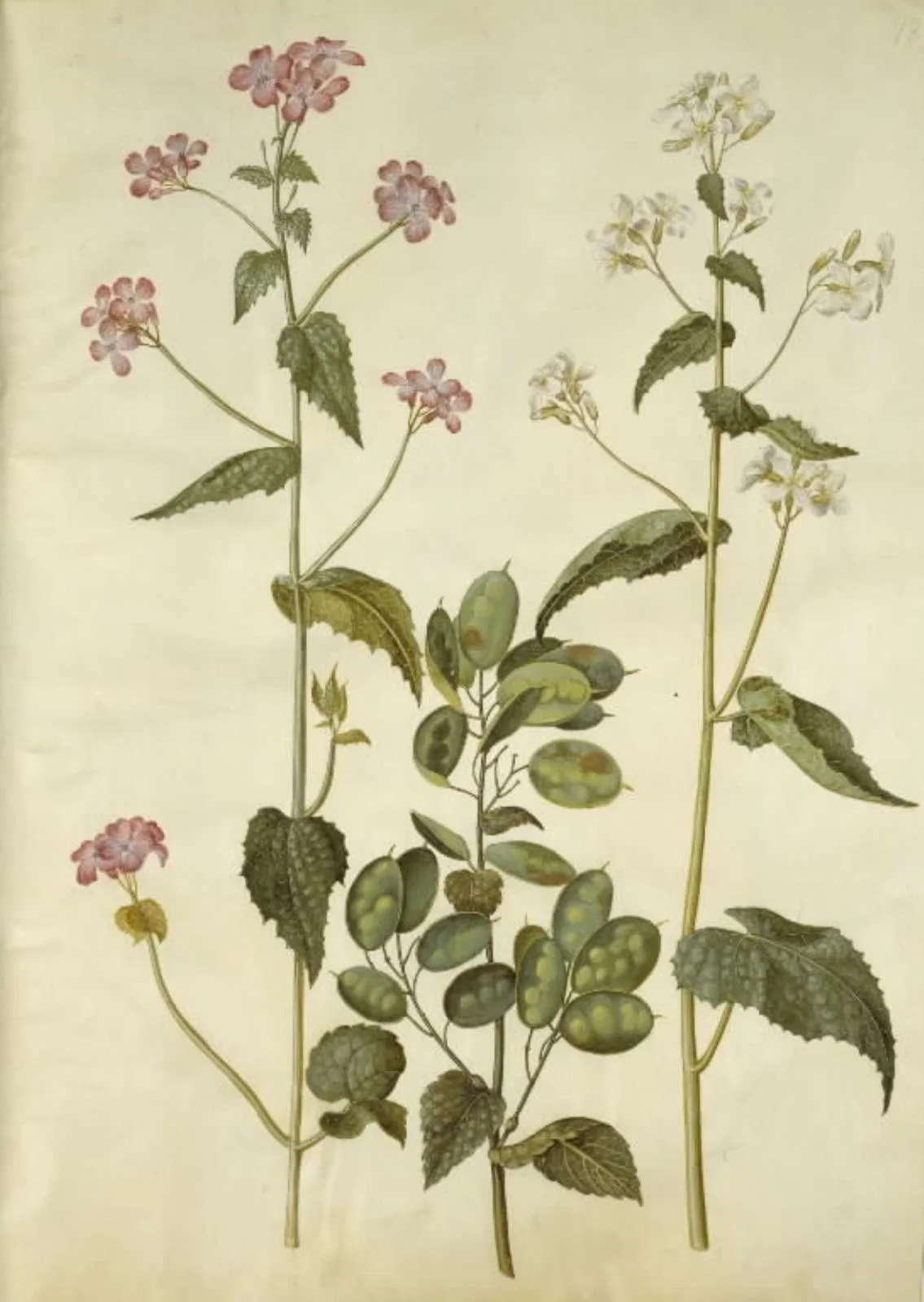 Lunaria annua (judaspenge)