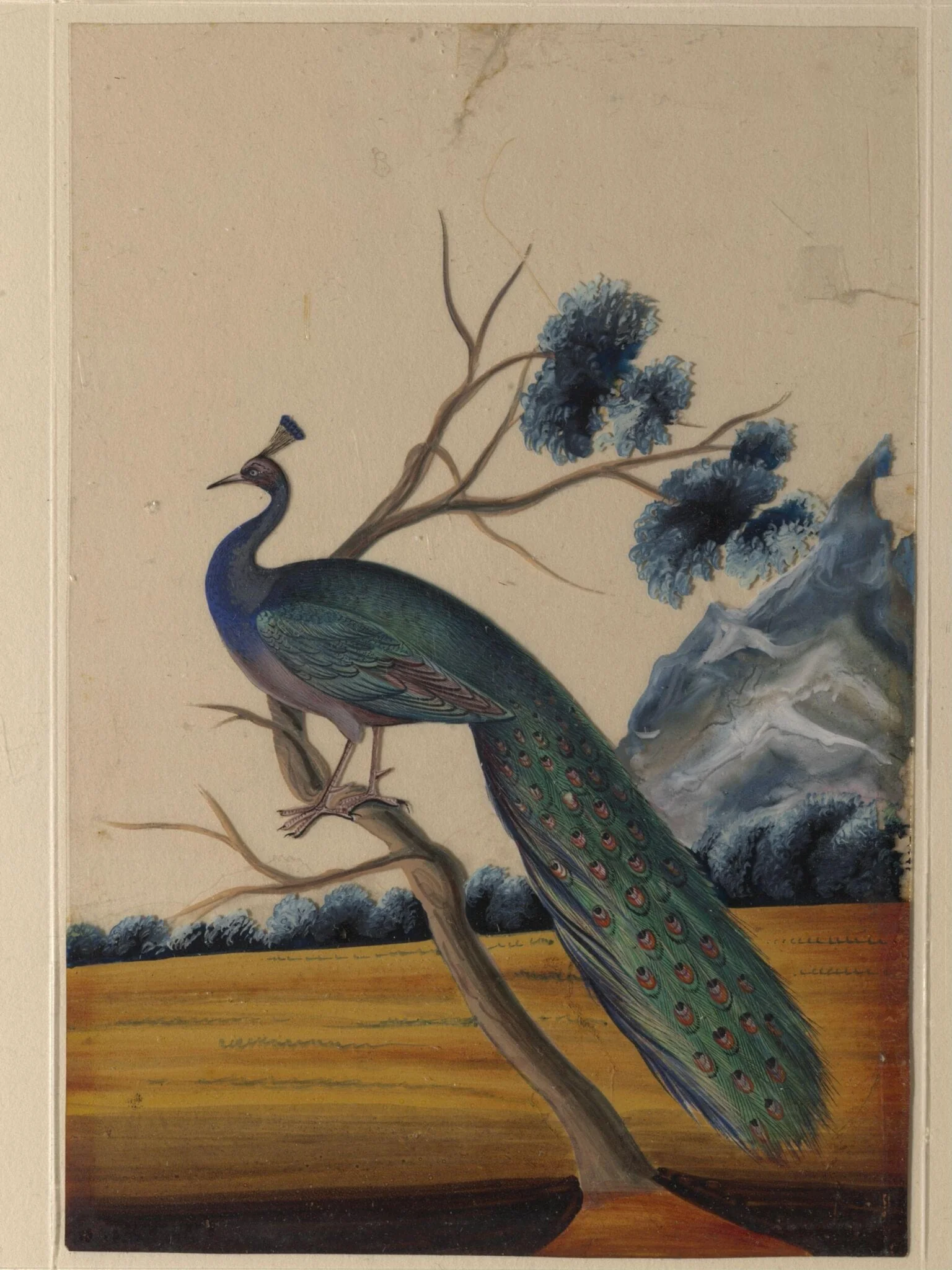 A peacock
