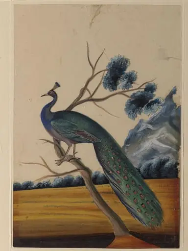 A peacock