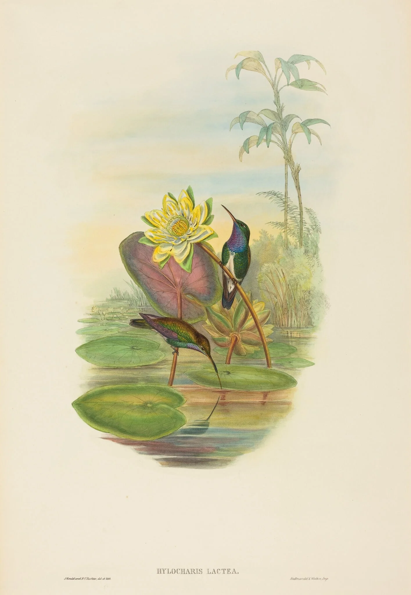 Hylocharis lactea (Sapphire-breasted Emerald), by H.C. Richter, ink, 1842