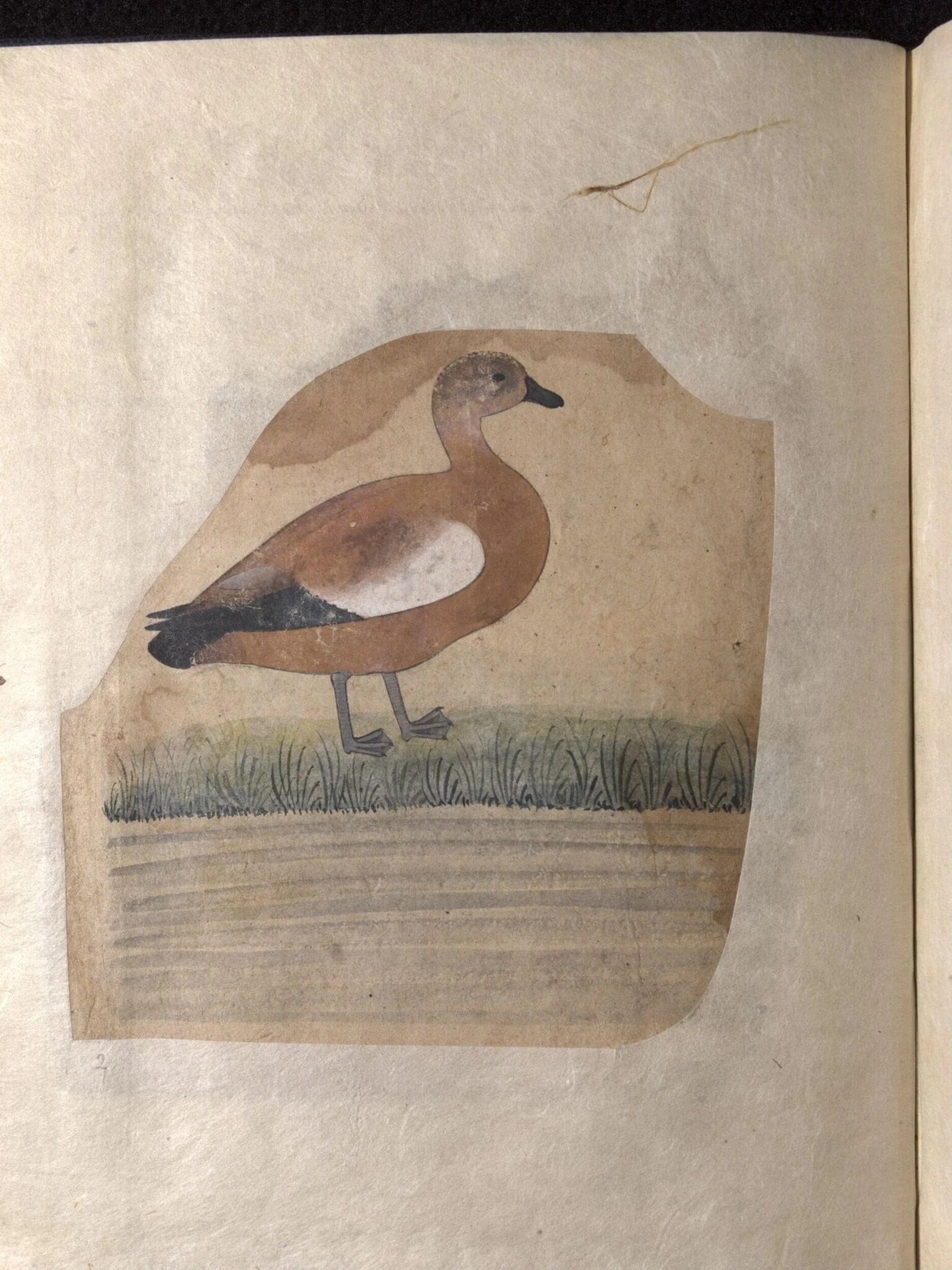Depictions of a White wagtail and a Brahminy duck of Northern India, by Unknown, paint, 1820