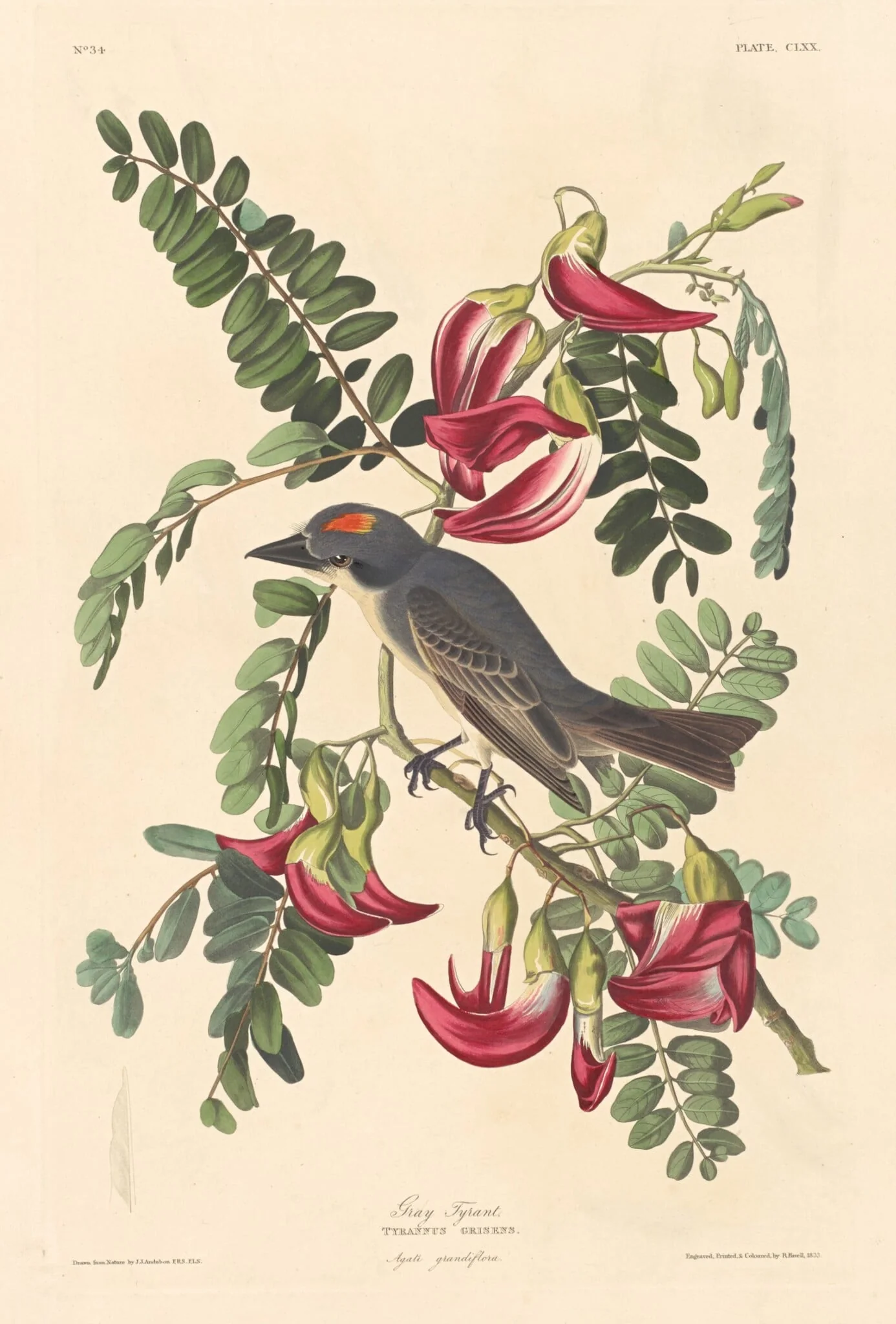 Gray Tyrant, by Robert Havell Jr., ink, 1833