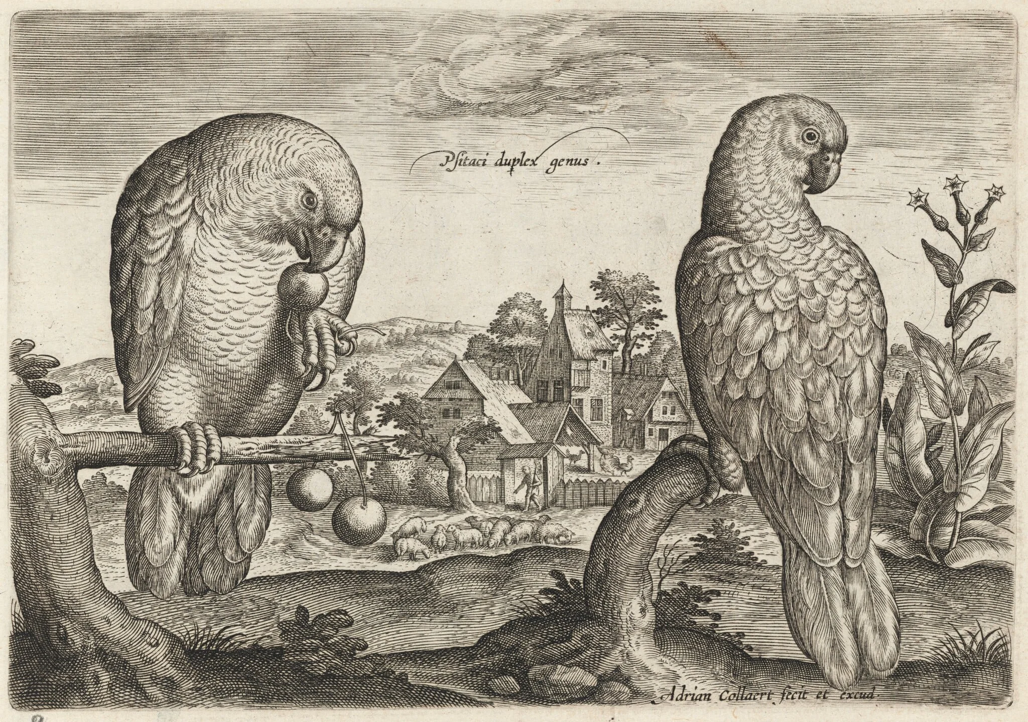Two Grey Red-Tailed Parrots