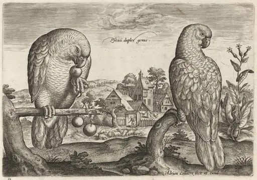 Two Grey Red-Tailed Parrots