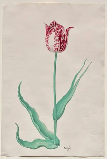 Study of a Tulip ('t roosje)