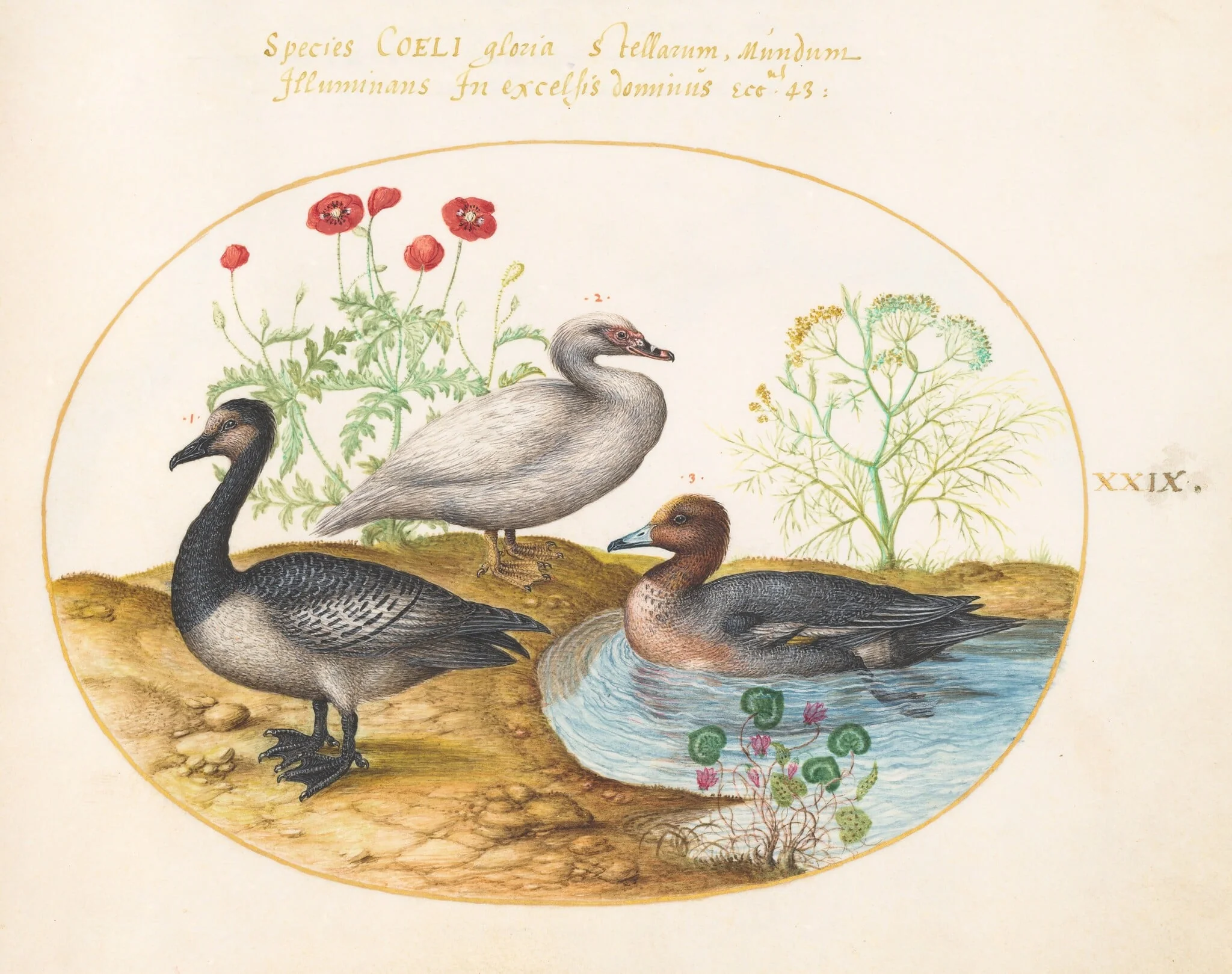 Plate 29: Geese with Poppies and a Cyclamen, by Joris Hoefnagel, gouache, 1594