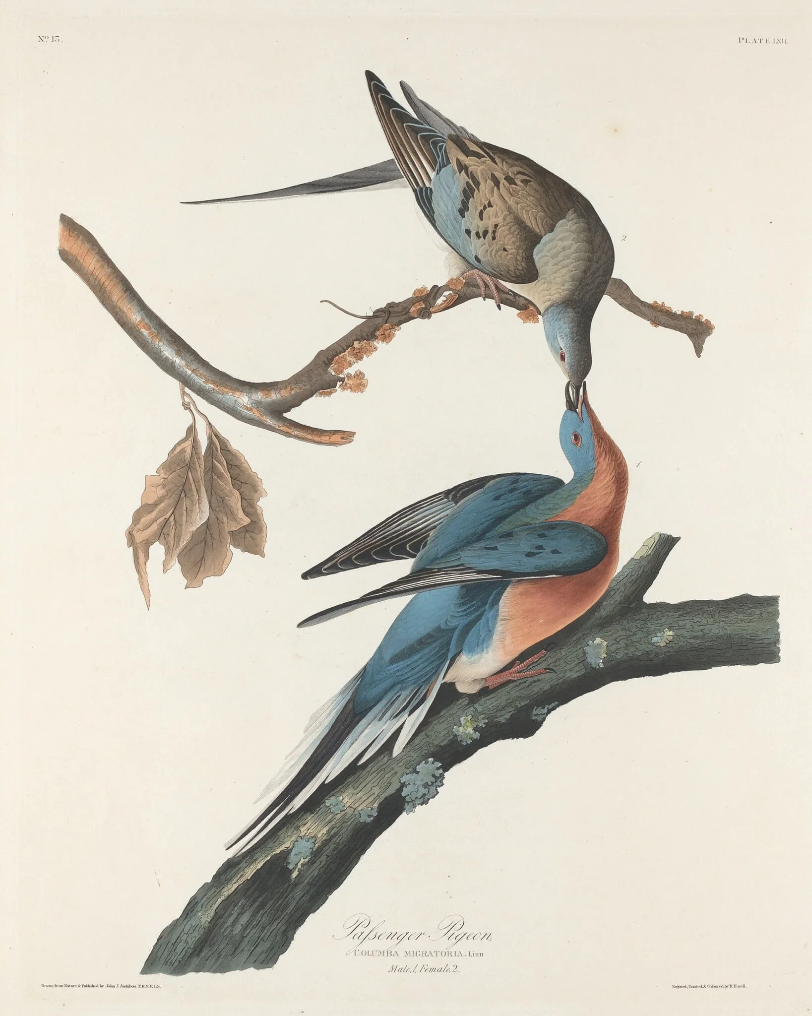 Passenger Pigeon, by Robert Havell Jr., ink, 1829