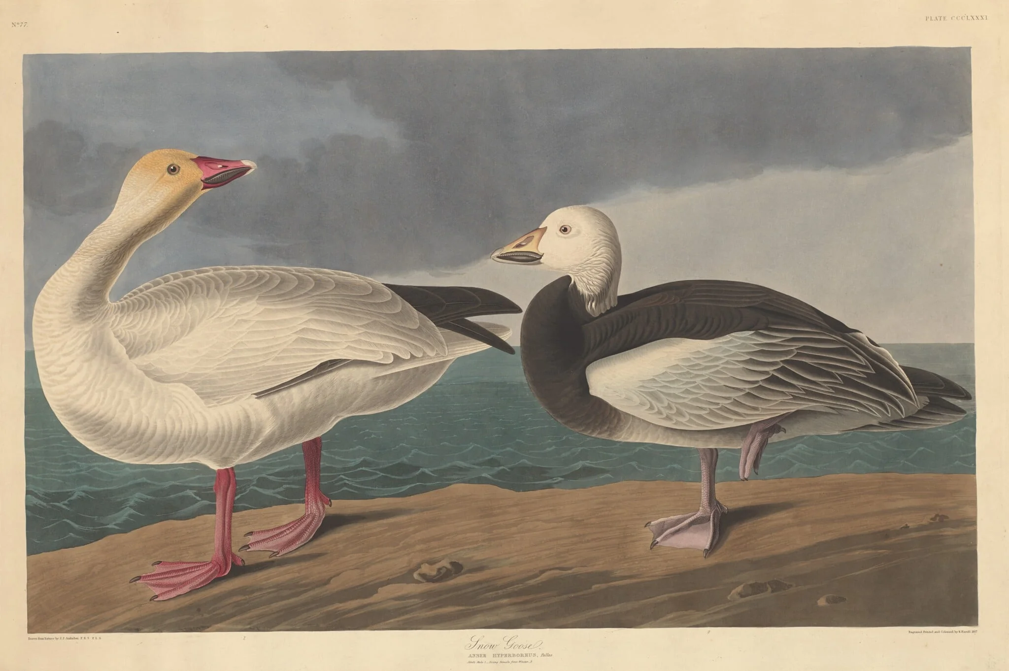Snow Goose, by Robert Havell Jr., ink, 1837