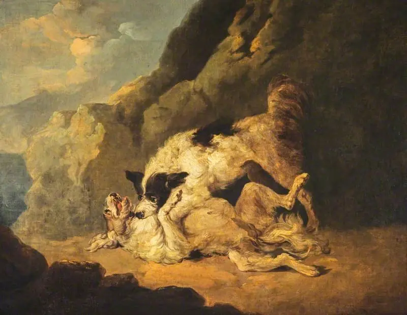 Fighting Dogs