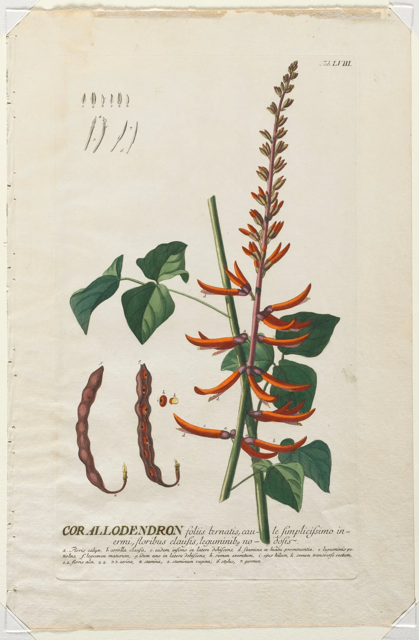 Plantae Selectae:  No. 58 - Corallodendron, by Georg Dionysius Ehret, 1762