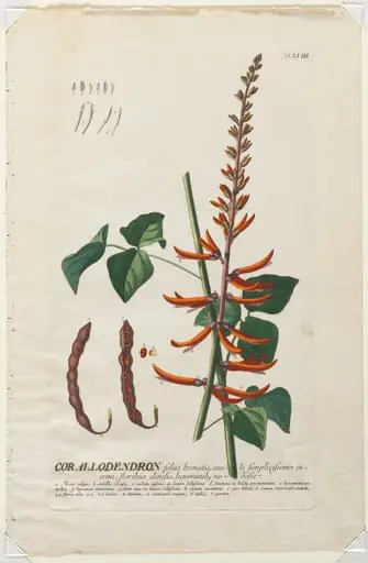 Plantae Selectae:  No. 58 - Corallodendron