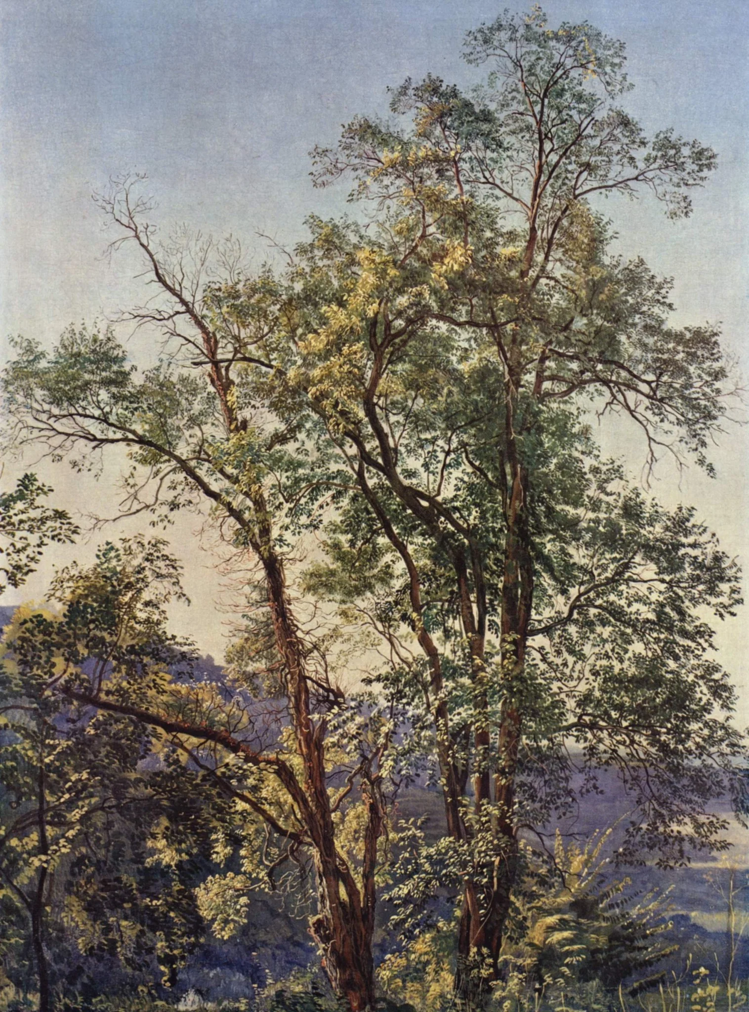 Olive Tree, by Alexander Ivanov, oil, 1850