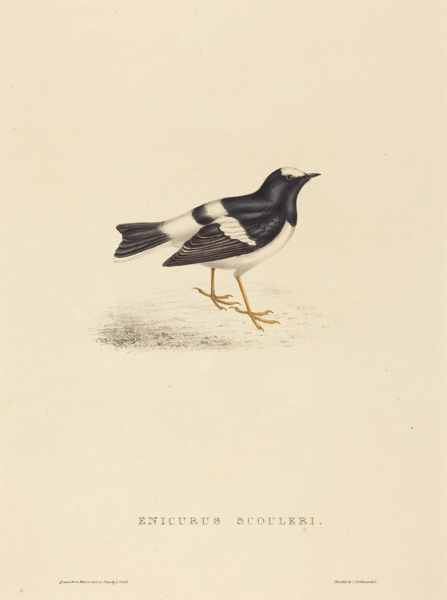 Enicurus Scouleri (Little Forktail)