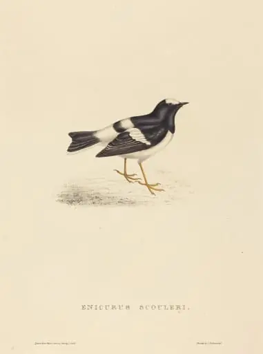 Enicurus Scouleri (Little Forktail)