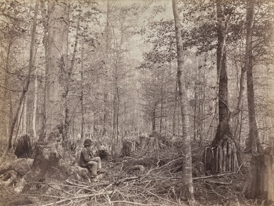 Great Dismal Swamp, Virginia