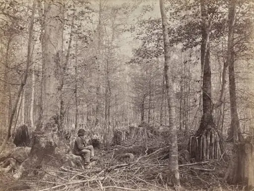 Great Dismal Swamp, Virginia