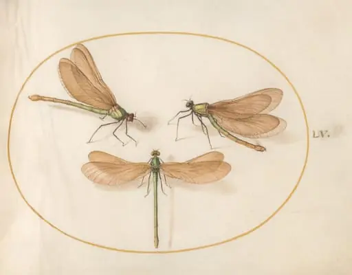 Plate 55: Three Green Damselflies with Brown Wings (Beautiful Desmoiselles?)