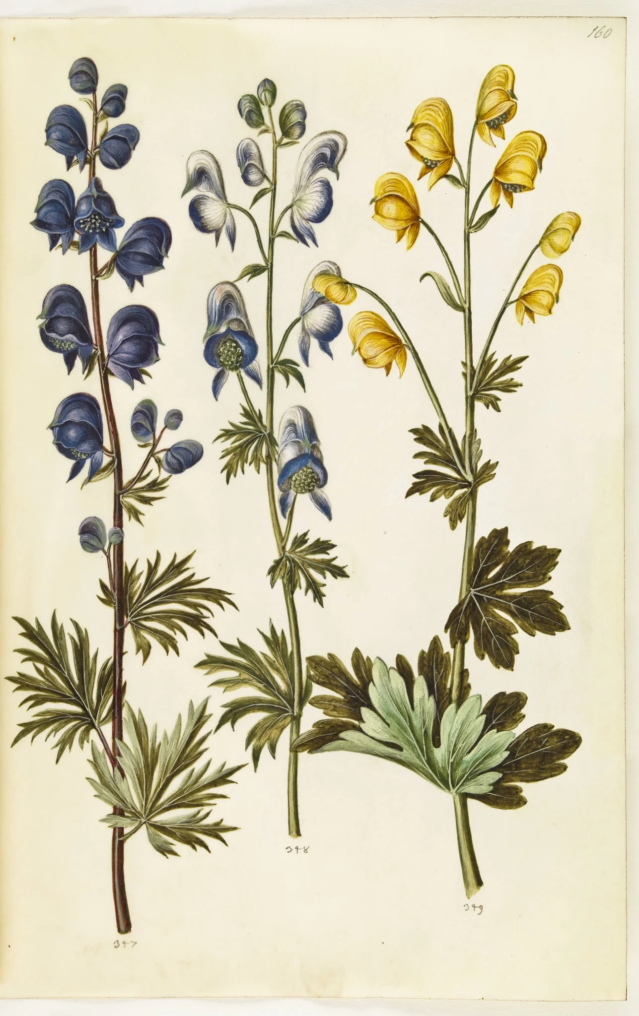 Aconitum napellus (?) (ægte stormhat); Aconitum variegatum, evt. Aconitum ×cammarum (?) (broget stormhat, evt. have-stormhat); Aconitum anthora (finbladet stormhat), by Unknown, unspecified, 1650