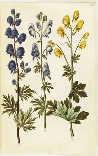 Aconitum napellus (?) (ægte stormhat); Aconitum variegatum, evt. Aconitum ×cammarum (?) (broget stormhat, evt. have-stormhat); Aconitum anthora (finbladet stormhat)