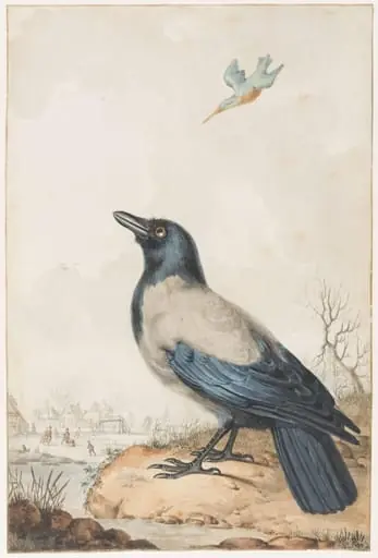 Piebald crow