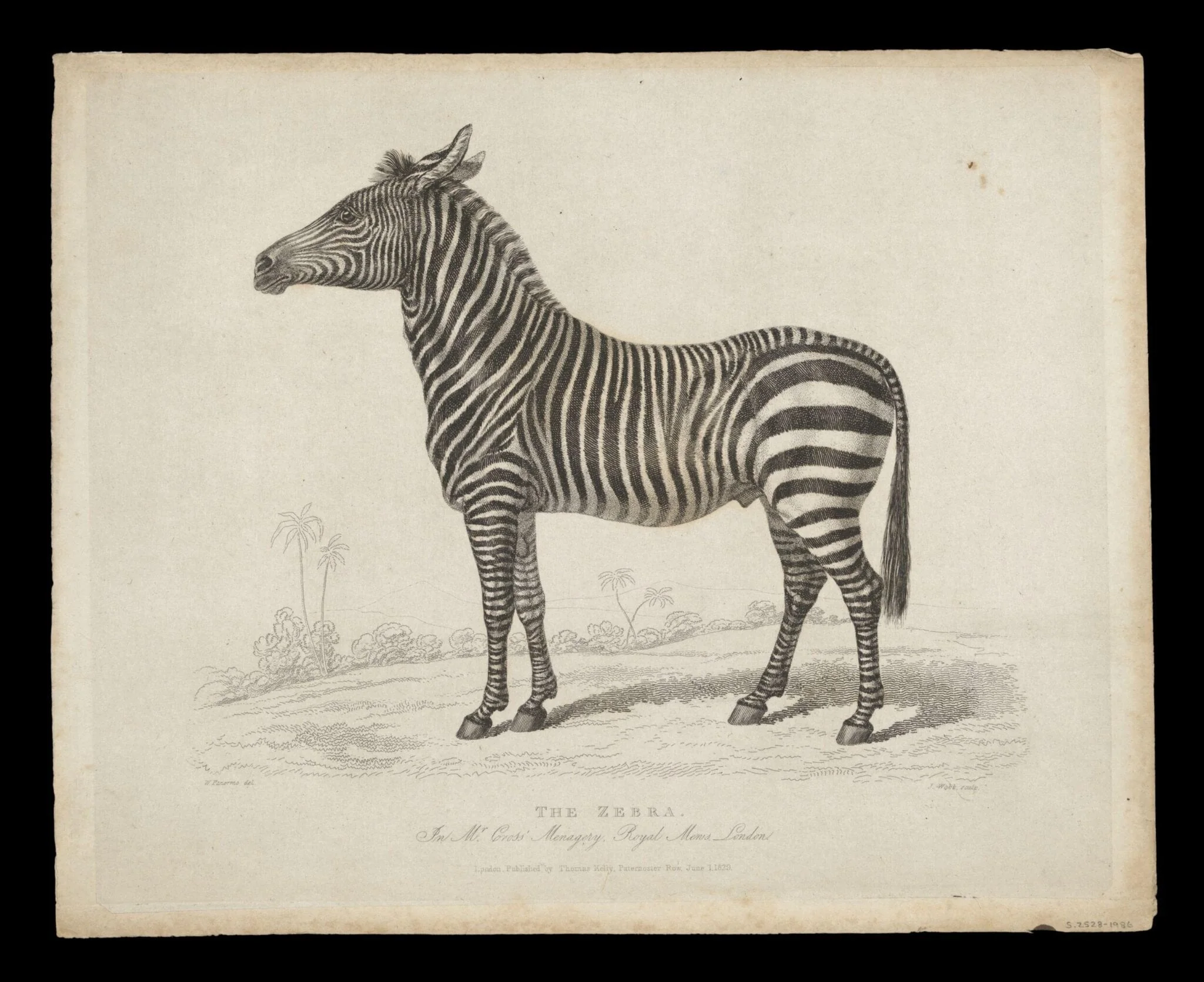 Print Collection