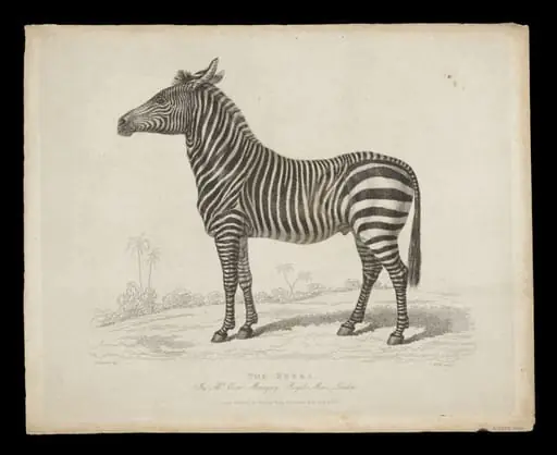 Print Collection