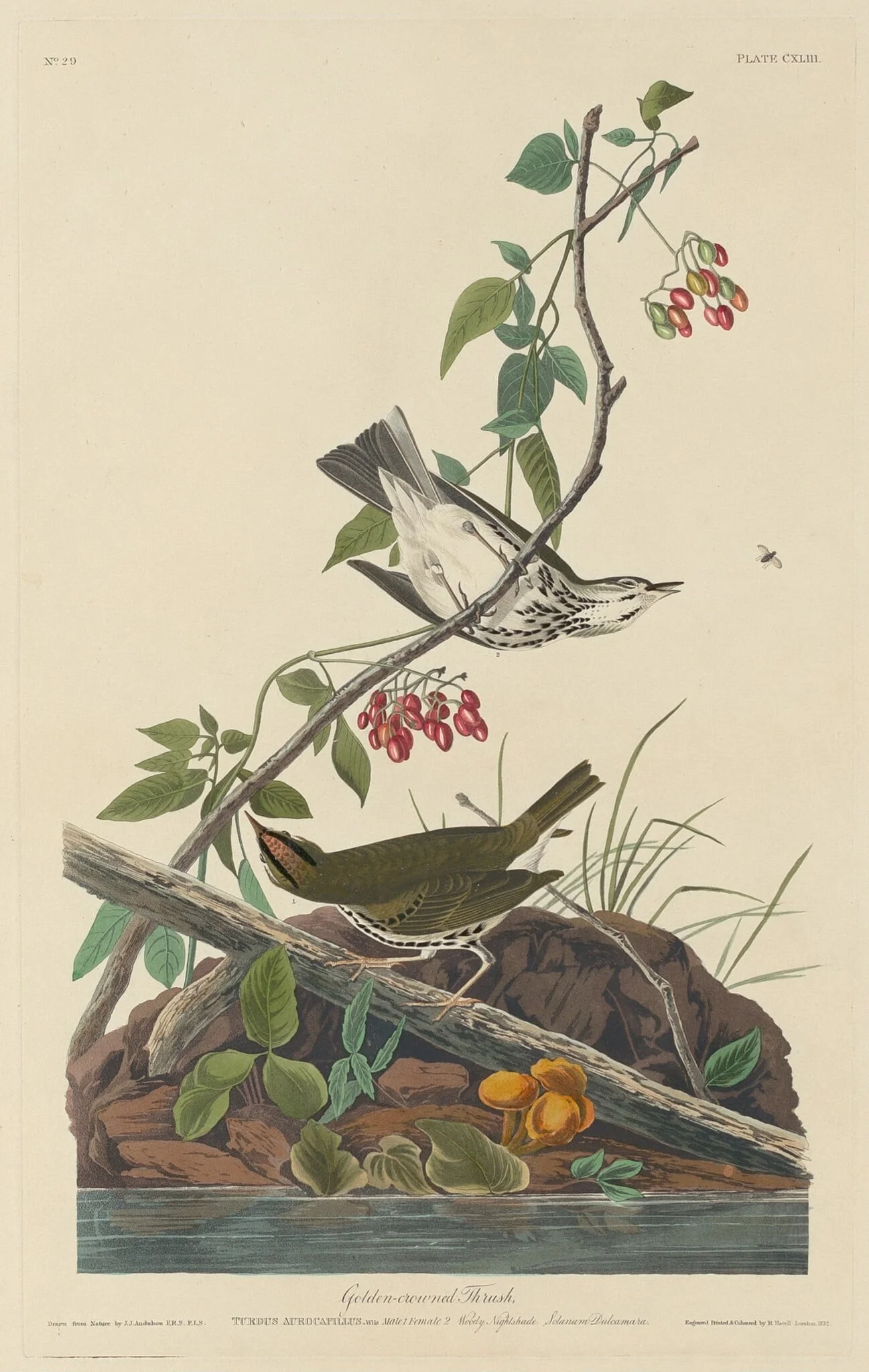 Golden-Crowned Thrush, by Robert Havell Jr., ink, 1832