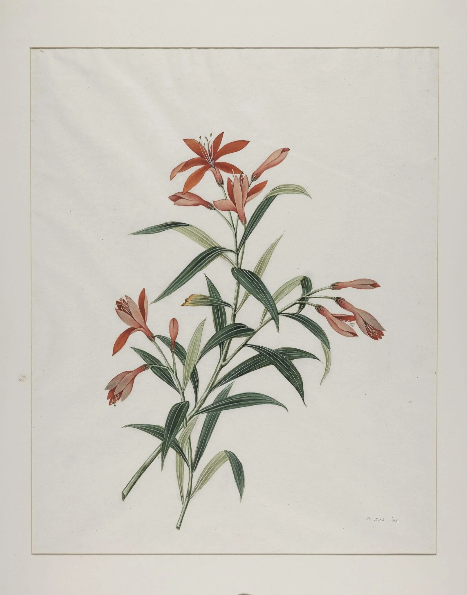 Common orange day lily (hemerocallis fulva), xuan cao, by Unknown, paint, 1800