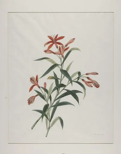Common orange day lily (hemerocallis fulva), xuan cao