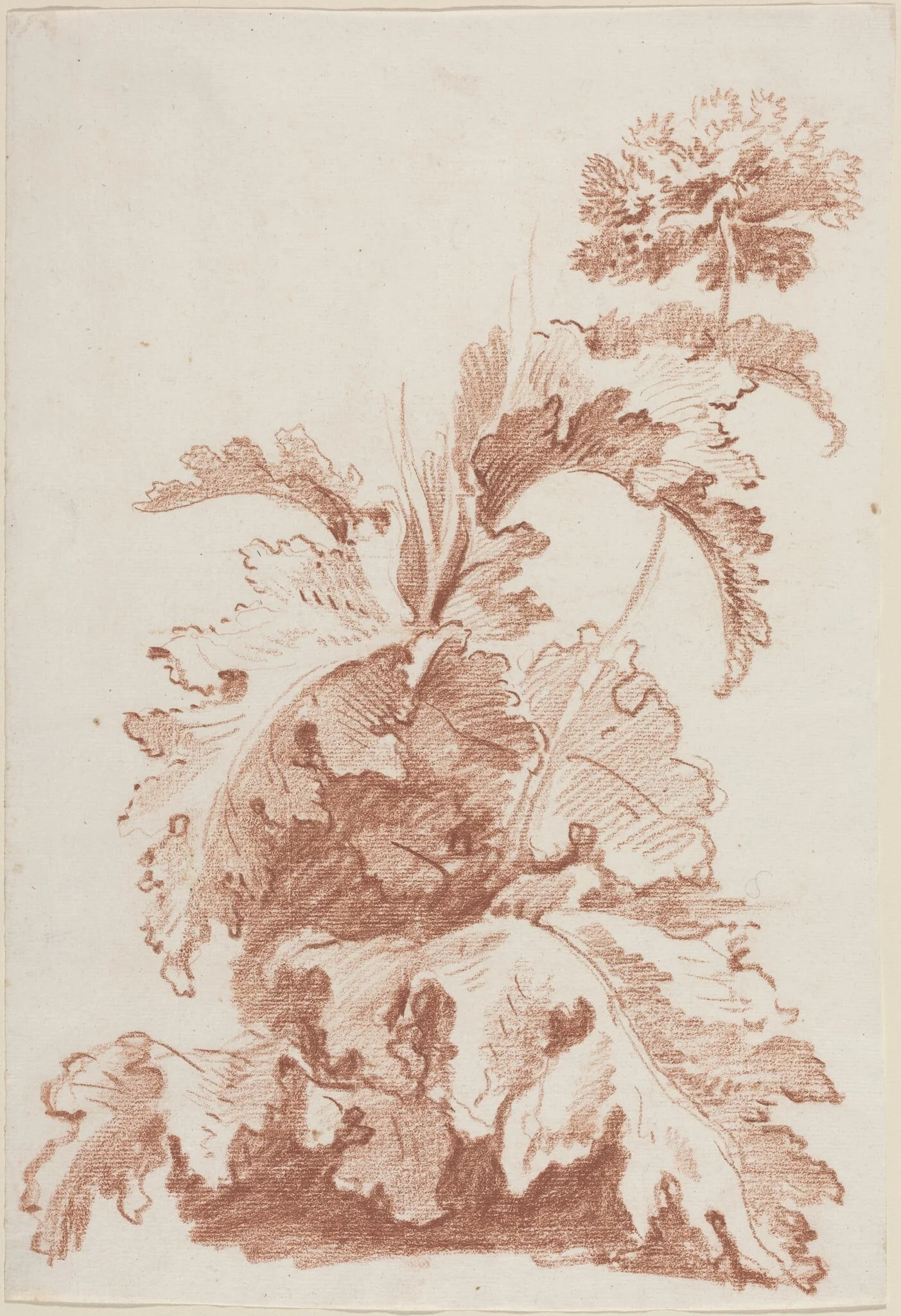 Poppy in Bloom, by Jean-Baptiste Hüet, chalk, 1764