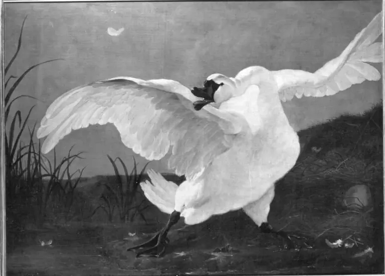 Threatened Swan