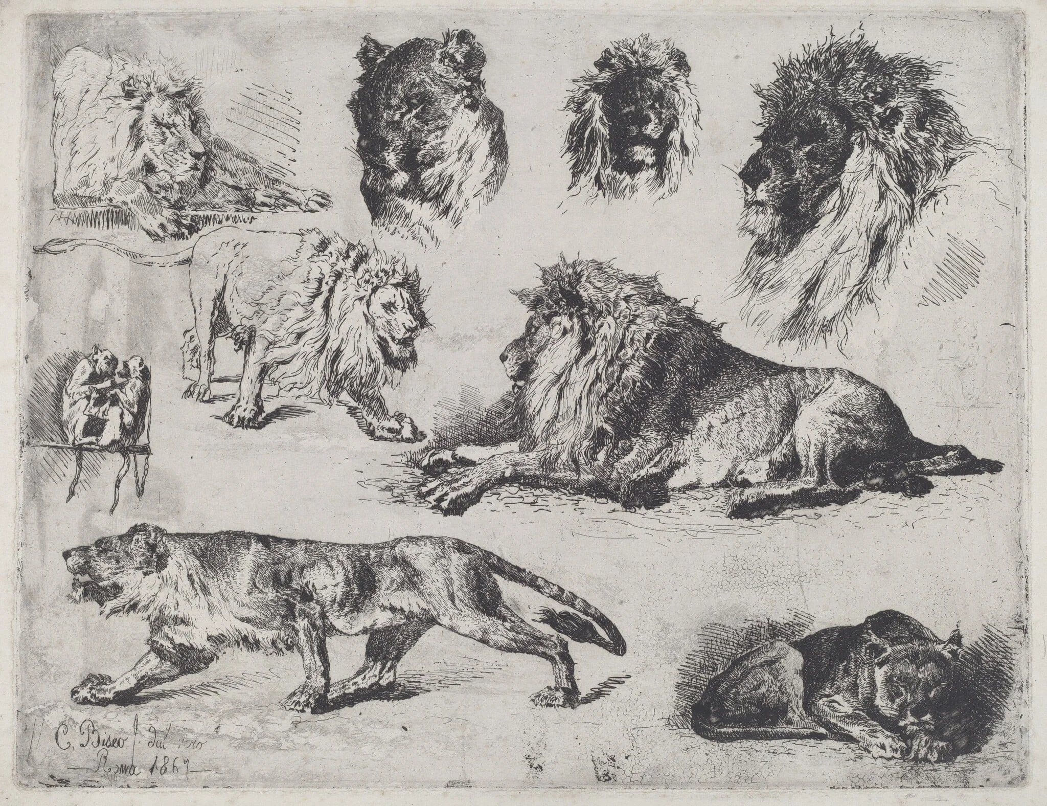 Study of Lions, by Cesare Biseo, ink, 1867