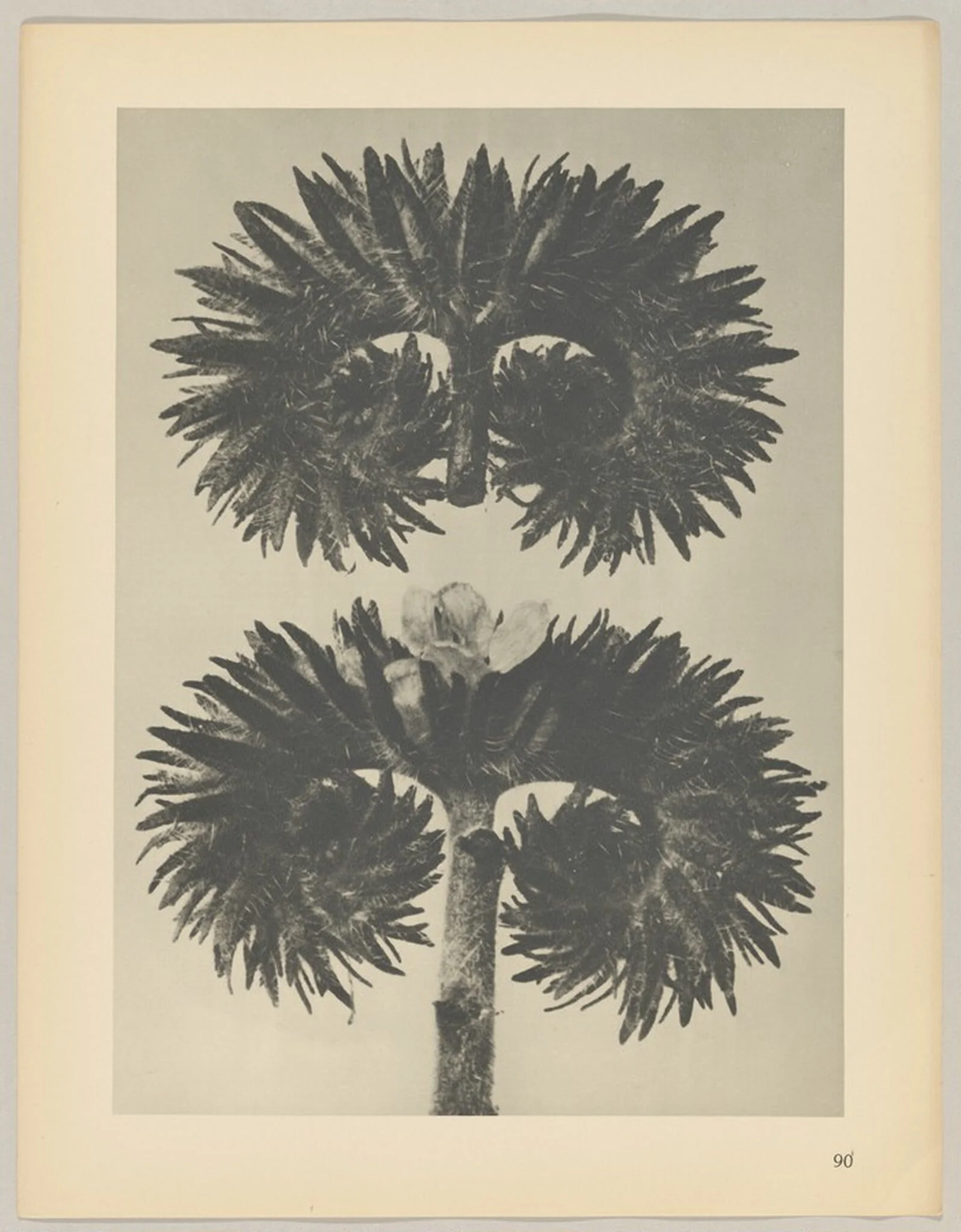 Phacelia tanacetifolia, by Karl Blossfeldt, 1928
