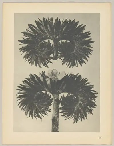 Phacelia tanacetifolia