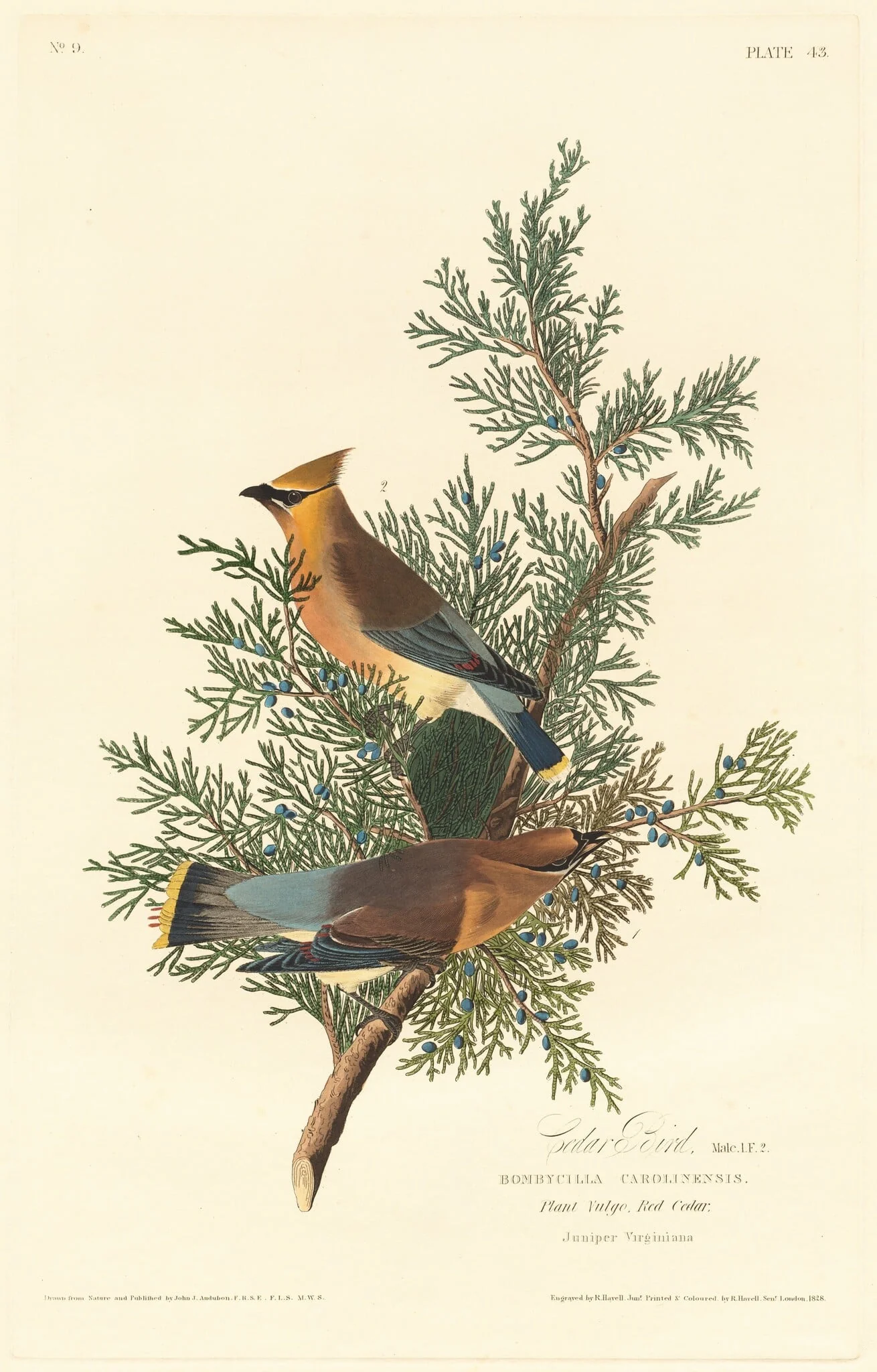 Cedar Bird, by Robert Havell Jr., ink, 1828
